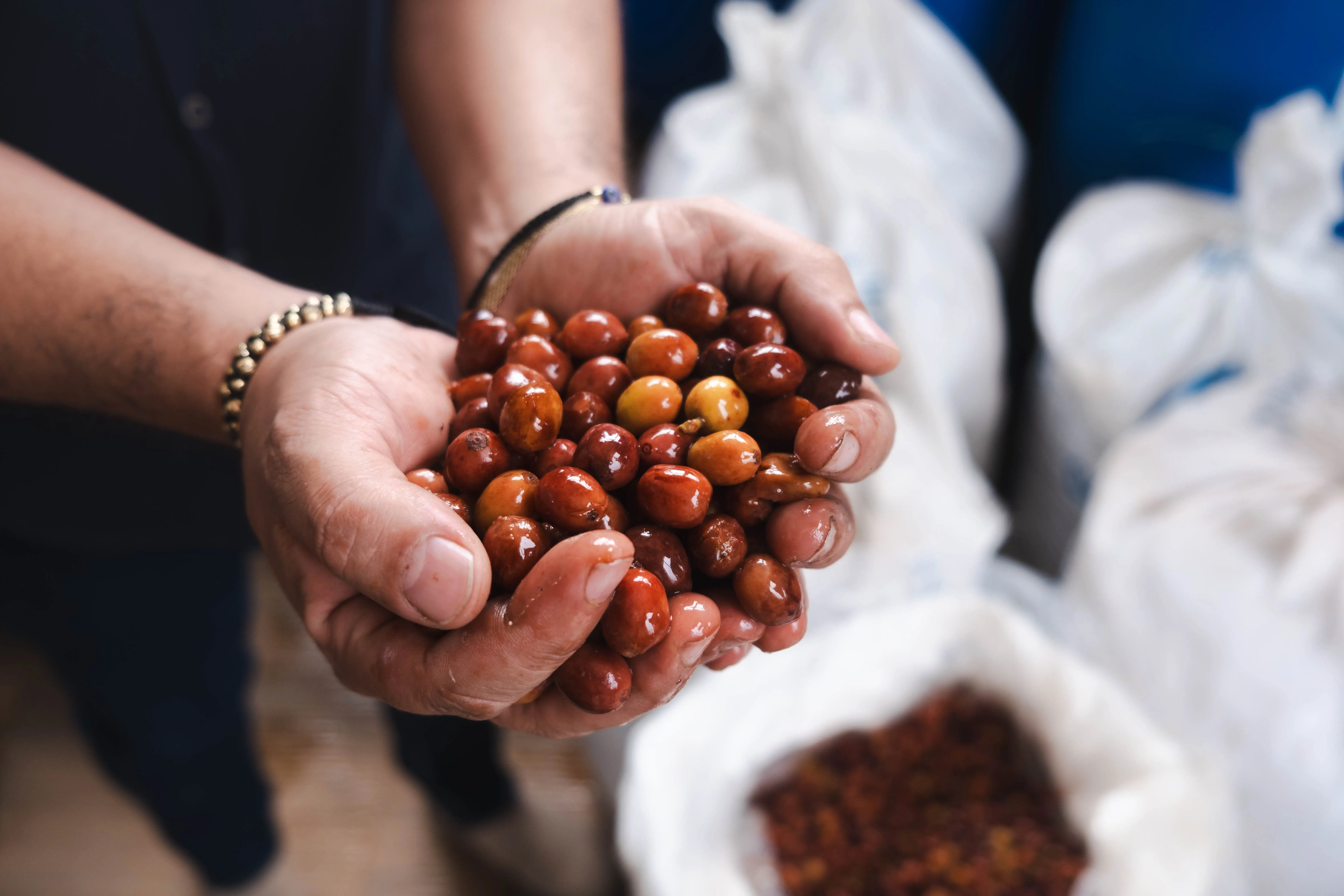 Touton Specialties Coffee_Categories