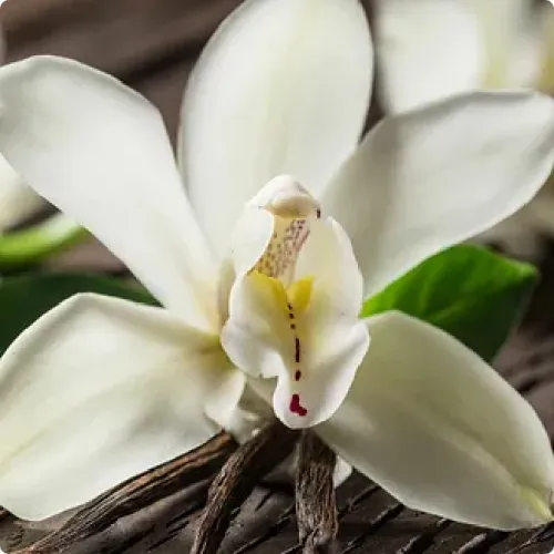 Vanilla Powder