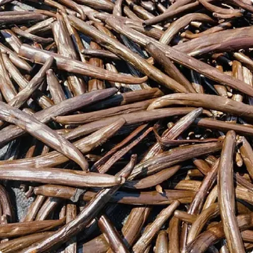 Vanilla Tahitensis