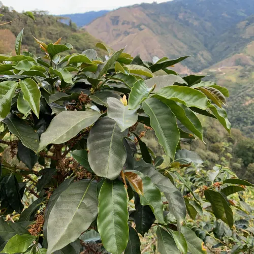 Peru Asociacíon Café del Futuro