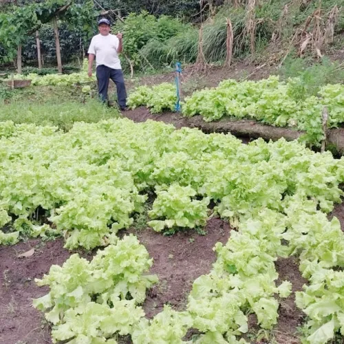 Peru Asociacíon Café del Futuro, Home Vegetable Gardens, Coffee Farmer