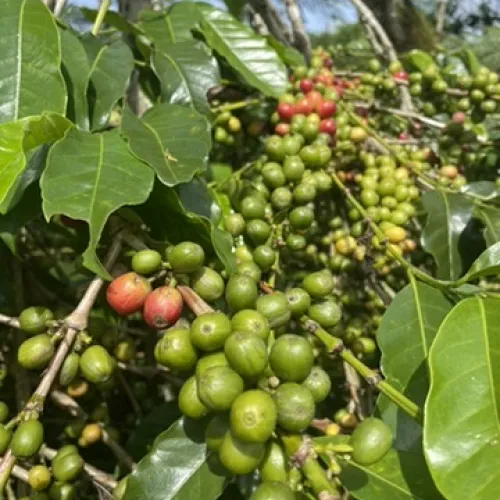 Indonesia, Coffee Indonesia, Coffee Cherry, Touton Specialties Coffee