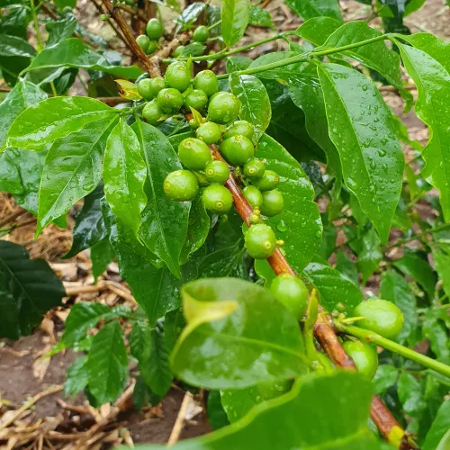 Uganda, Coffee Uganda, Uganda Kasese, Coffee Cherry, Touton Specialties Coffee