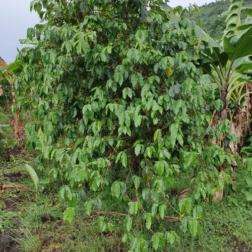 Uganda, Coffee Uganda, Uganda Kasese, Coffee Cherry, Coffee Tree, Touton Specialties Coffee