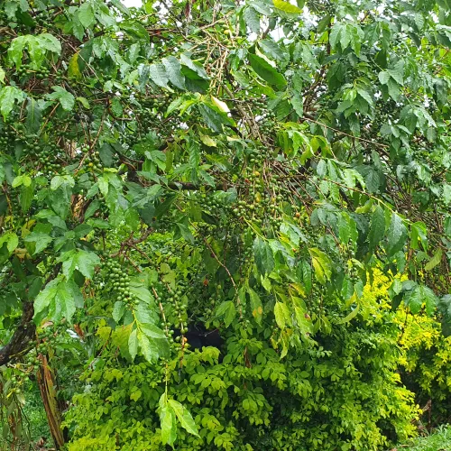 Uganda, Coffee Uganda, Uganda Kasese, Coffee Tree, Coffee Cherry, Touton Specialties Coffee