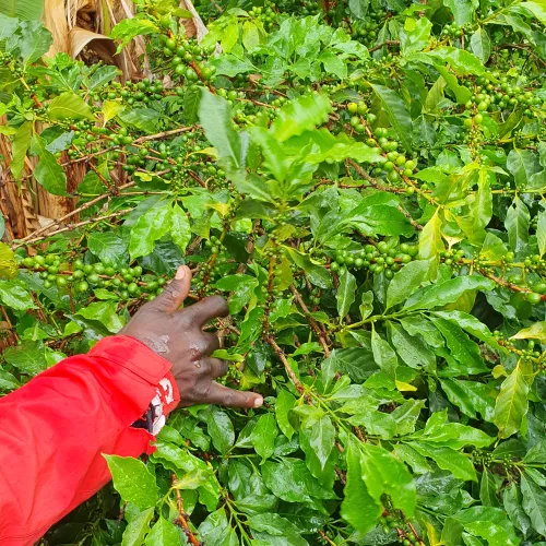 Uganda, Coffee Uganda, Uganda Kasese, Coffee Tree, Coffee Cherry, Touton Specialties Coffee