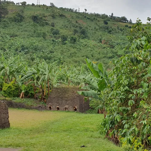 Uganda, Coffee Uganda, Uganda Kasese, Coffee Tree, Coffee Cherry, Touton Specialties Coffee