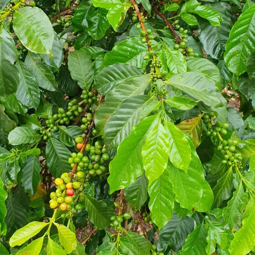 Uganda, Coffee Uganda, Uganda Kasese, Coffee Tree, Coffee Cherry, Touton Specialties Coffee
