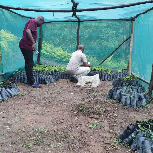 Uganda, Coffee Uganda, Uganda Kasese, Coffee Tree, Coffee Cherry, Coffee Nursery, Touton Specialties Coffee