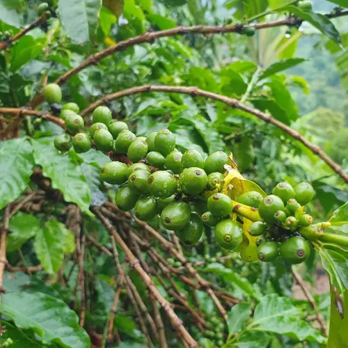 Uganda, Coffee Uganda, Uganda Kasese, Coffee Tree, Coffee Cherry, Touton Specialties Coffee