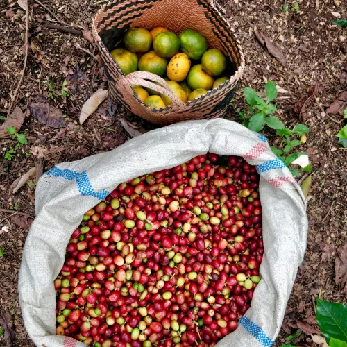 Indonesia, Coffee Indonesia, Coffee Cherry, Touton Specialties Coffee