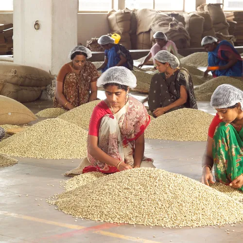India, Monsooned Coffee, India Coffee Farm, Karadykhan Estate