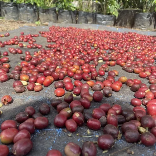 Indonesia, Coffee Indonesia, Coffee Cherry, Touton Specialties Coffee