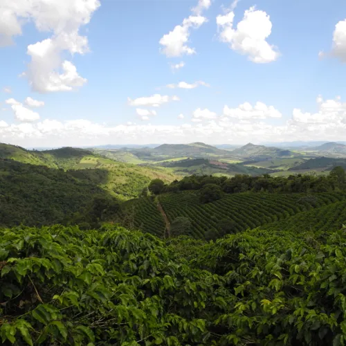 Brazil, Brazil Coffee Farm, Brazil Coffee Plantation, Touton Specialties Coffee