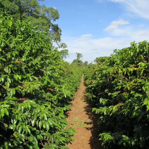 Brazil, Brazil Coffee Farm, Brazil Coffee Plantation, Touton Specialties Coffee