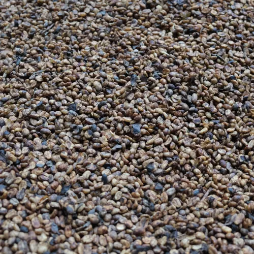 Touton Specialties Coffee_Costa Rica