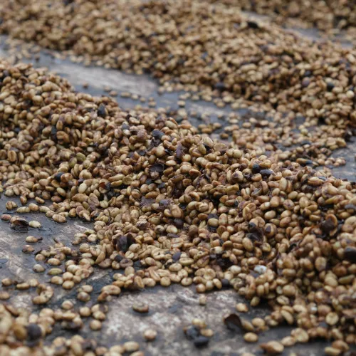 Touton Specialties Coffee_Costa Rica
