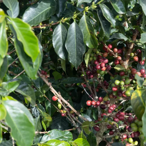 Touton Specialties Coffee_Colombia
