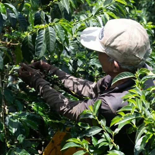Touton Specialties_Colombia
