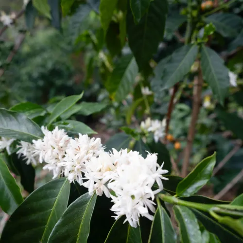 Touton Specialties Coffee_Colombia