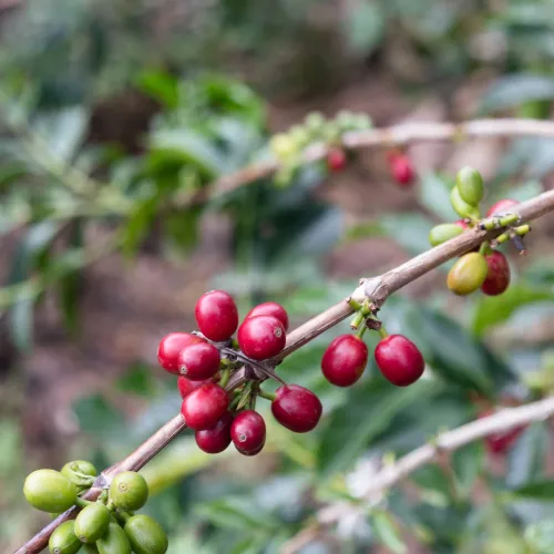 Touton Specialties Coffee_Colombia