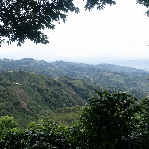 Touton Specialties Coffee_Colombia