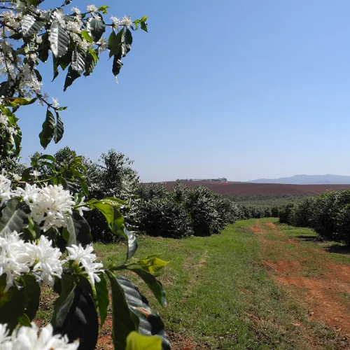 Brazil, Coffee Plantation, Coffee Flowering, Coffee Tree