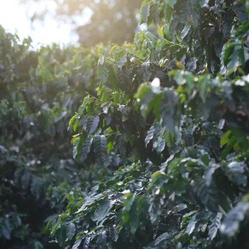 Touton Specialties Coffee_Costa Rica