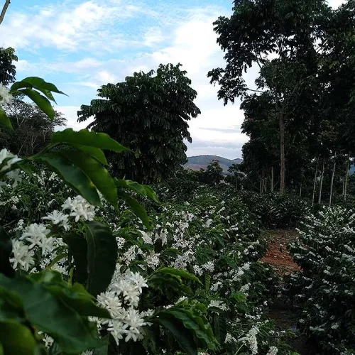 Brazil, Brazil Coffee Farm, Fazenda Dutra, Touton Specialties Coffee