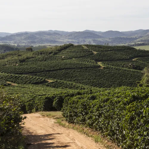 Brazil, Brazil Coffee Farm, Fazenda Sao Jose, Touton Specialties Coffee