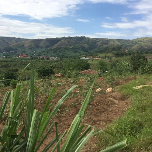 Uganda, Coffee Plantation, Coffee Tree, Touton Specialties Coffee