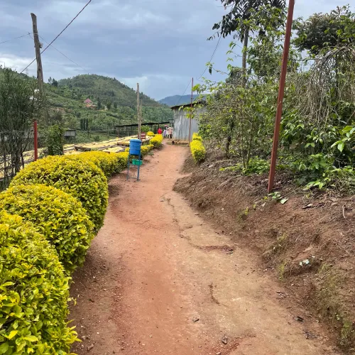 Rwanda Abakundakawa Washing Station, Rwanda Coffee, Rwanda Coffee Washing Station, Coffee Drying Beds