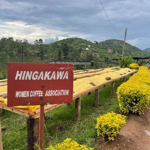 Rwanda Abakundakawa Washing Station, Rwanda Coffee, Rwanda Coffee Washing Station, Coffee Drying Beds