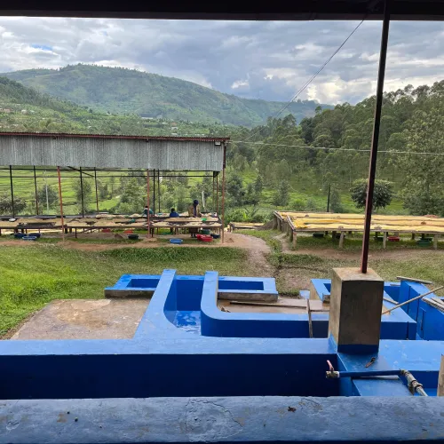 Rwanda Abakundakawa Washing Station, Rwanda Coffee, Rwanda Coffee Washing Station, Coffee Drying Beds