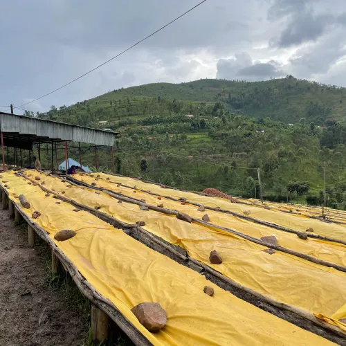 Rwanda Abakundakawa Washing Station, Rwanda Coffee, Rwanda Coffee Washing Station, Coffee Drying Beds