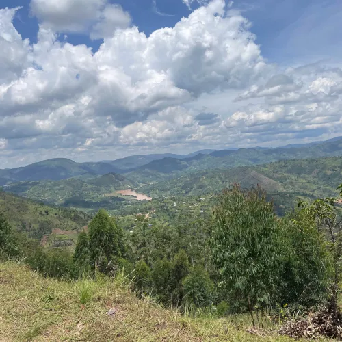 Rwanda, Coffee Farm, Coffee Plantation, Coffee Tree, Coffee Cherry, Touton Specialties Coffee