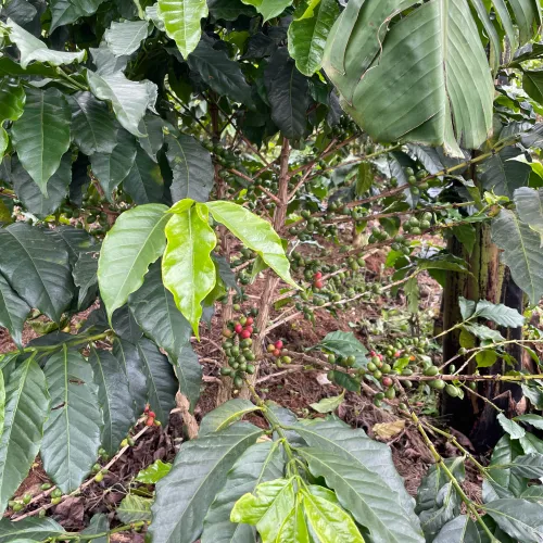 Rwanda, Coffee Farm, Coffee Plantation, Coffee Tree, Coffee Cherry, Touton Specialties Coffee