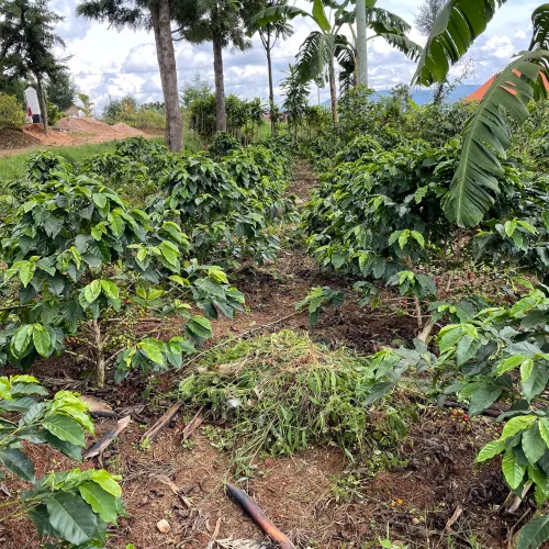 Rwanda, Coffee Farm, Coffee Plantation, Coffee Tree, Coffee Cherry, Touton Specialties Coffee