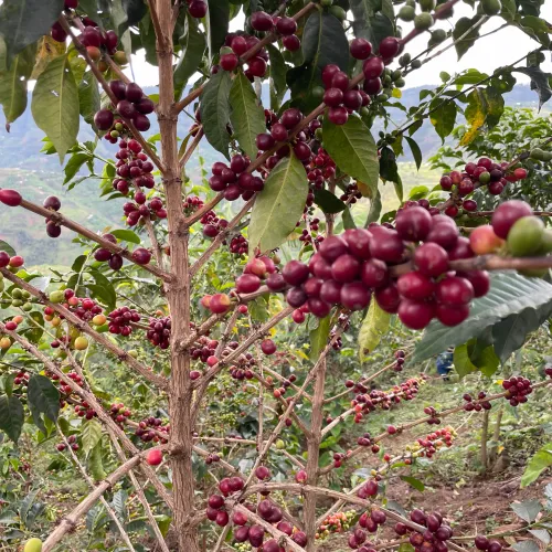 Rwanda, Coffee Farm, Coffee Plantation, Coffee Tree, Coffee Cherry, Touton Specialties Coffee