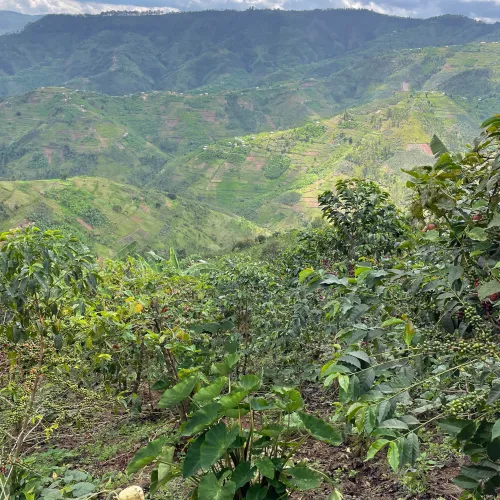 Rwanda, Coffee Farm, Coffee Plantation, Coffee Tree, Coffee Cherry, Touton Specialties Coffee