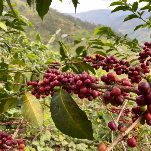 Rwanda, Coffee Farm, Coffee Plantation, Coffee Tree, Coffee Cherry, Touton Specialties Coffee