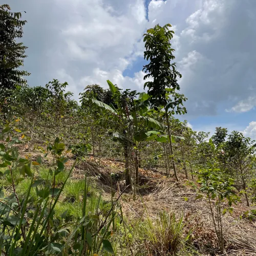 Rwanda, Coffee Farm, Coffee Plantation, Coffee Tree, Coffee Cherry, Touton Specialties Coffee