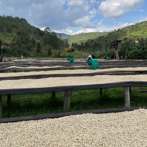 Rwanda, Coffee Washing Station, Muhondo Washing Station, Sorting, Green Coffee Beans