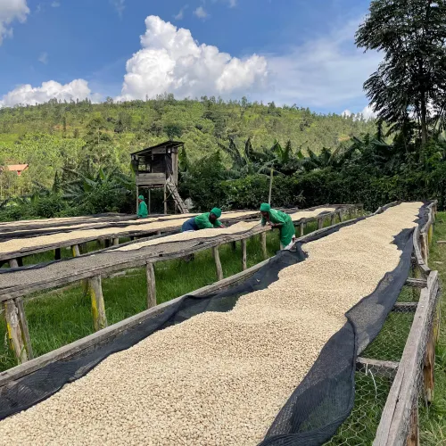 Rwanda, Coffee Washing Station, Muhondo Washing Station, Sorting, Green Coffee Beans