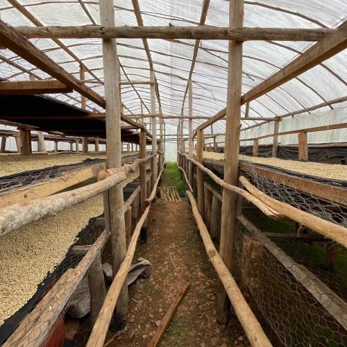 Rwanda, Coffee Washing Station, Muhondo Washing Station, Sorting, Green Coffee Beans