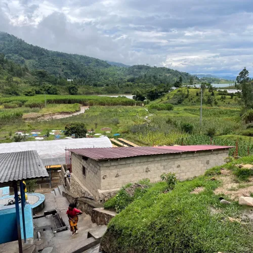 Rwanda, Hobe Estate, Coffee Farm, Coffee Washing Station, Coffee Plantation, Coffee Tree, Coffee Cherry, Touton Specialties Coffee