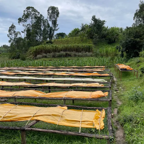 Rwanda, Hobe Estate, Coffee Farm, Coffee Washing Station, Coffee Plantation, Coffee Tree, Coffee Cherry, Touton Specialties Coffee