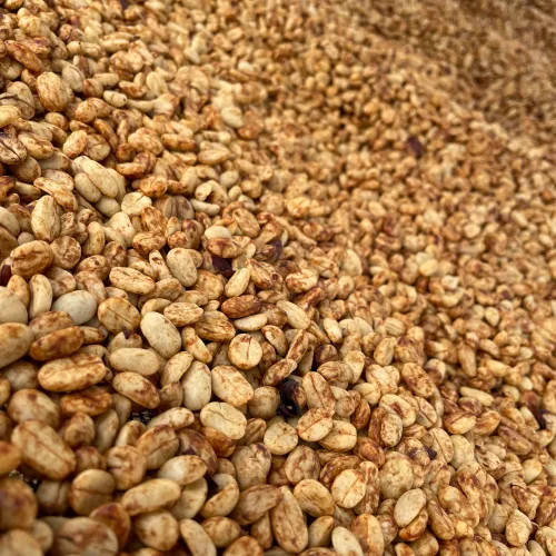 Rwanda, Hobe Estate, Coffee Farm, Coffee Washing Station, Coffee Plantation, Coffee Tree, Coffee Cherry, Touton Specialties Coffee