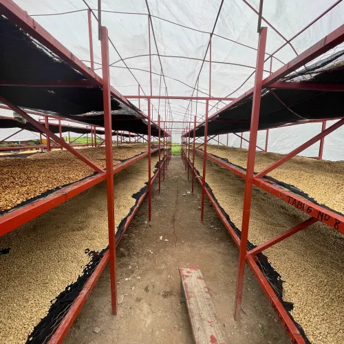 Rwanda, Hobe Estate, Coffee Farm, Coffee Washing Station, Coffee Plantation, Coffee Tree, Coffee Cherry, Touton Specialties Coffee