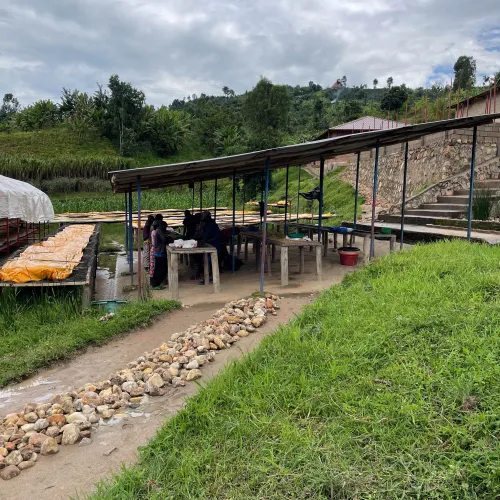 Rwanda, Hobe Estate, Coffee Farm, Coffee Washing Station, Coffee Plantation, Coffee Tree, Coffee Cherry, Touton Specialties Coffee